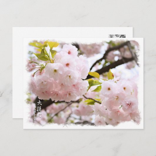 Double Cherry Blossom: Oh-jochin ポストカード Briefkaart (Voorkant / Achterkant)