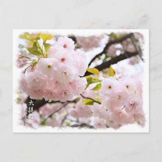 Double Cherry Blossom: Oh-jochin ポストカード Briefkaart (Voorkant)