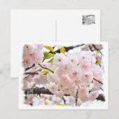 Double Cherry Blossom: Oh-jochin Briefkaart (Voorkant / Achterkant)