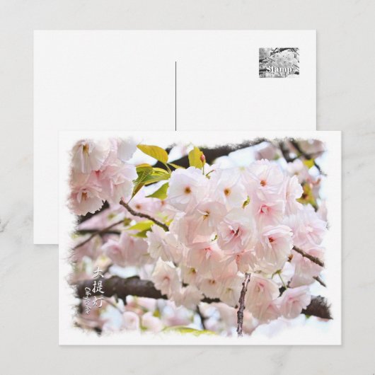 Double Cherry Blossom: Oh-jochin Briefkaart (Voorkant / Achterkant)