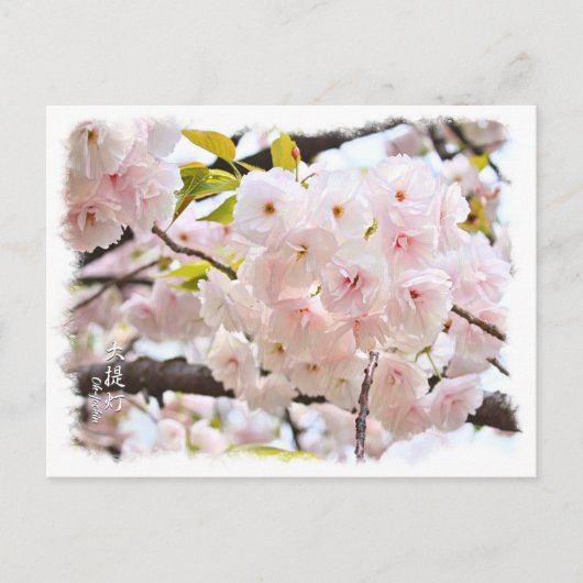 Double Cherry Blossom: Oh-jochin Briefkaart (Voorkant)