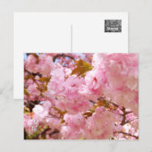 Double Cherry Blossom: Sato-zakura Briefkaart (Voorkant / Achterkant)