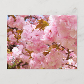 Double Cherry Blossom: Sato-zakura Briefkaart