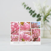 Double Cherry Blossom: Sato-zakura Briefkaart (Staand voorkant)