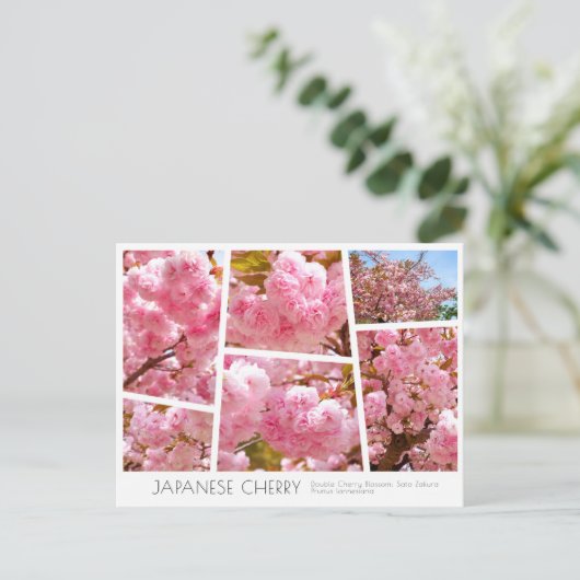 Double Cherry Blossom: Sato-zakura Briefkaart (Staand voorkant)