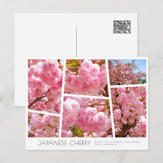 Double Cherry Blossom: Sato-zakura Briefkaart (Voorkant / Achterkant)