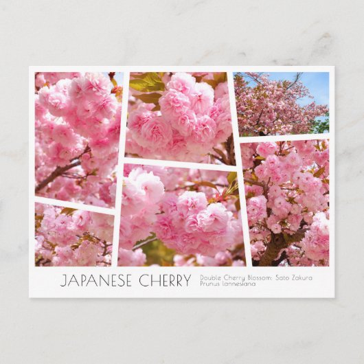 Double Cherry Blossom: Sato-zakura Briefkaart (Voorkant)