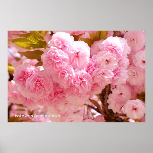 Double Cherry Blossom: Sato-zakura Poster (Voorkant)