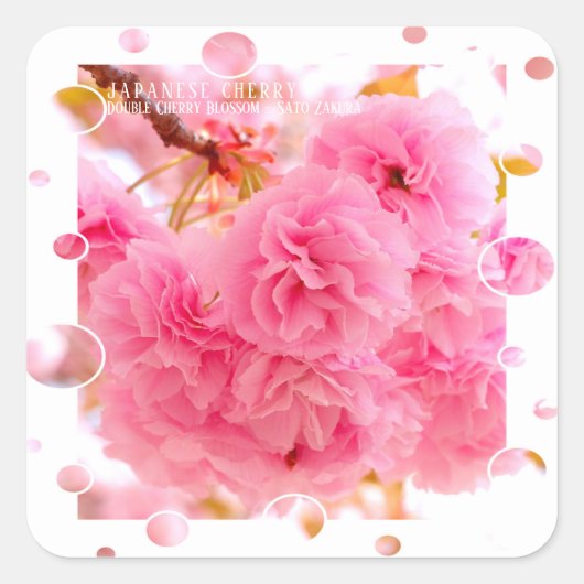 Double Cherry Blossom: Sato-zakura Vierkante Sticker (Voorkant)