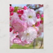 Double Cherry Blossom: Shogetsu Briefkaart (Voorkant)