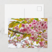 double cherry blossoms feestdagenkaart (Voorkant / Achterkant)