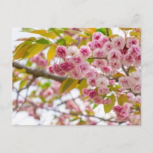 double cherry blossoms feestdagenkaart (Voorkant)