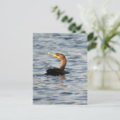 Double Crested Cormorant Bird Photo Briefkaart (Staand voorkant)