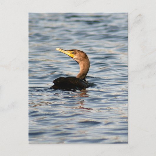 Double Crested Cormorant Bird Photo Briefkaart (Voorkant)
