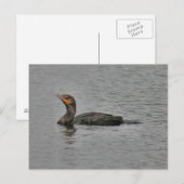 Double Crested Cormorant Bird Photo Briefkaart (Voorkant / Achterkant)