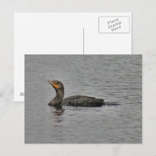 Double Crested Cormorant Bird Photo Briefkaart (Voorkant / Achterkant)
