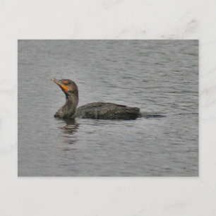 Double Crested Cormorant Bird Photo Briefkaart