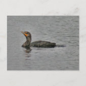 Double Crested Cormorant Bird Photo Briefkaart (Voorkant)