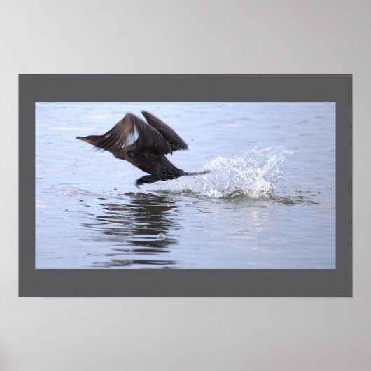 Double-crested Cormorant Bird Poster (Voorkant)