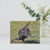 Double Crested Cormorant Photo Briefkaart (Staand voorkant)