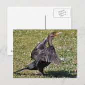 Double Crested Cormorant Photo Briefkaart (Voorkant / Achterkant)