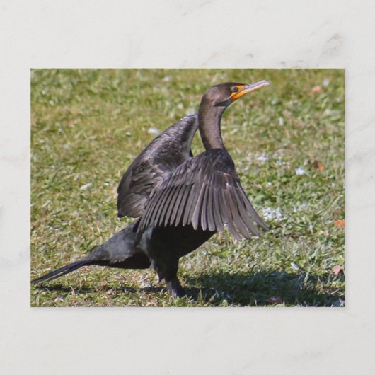 Double Crested Cormorant Photo Briefkaart (Voorkant)