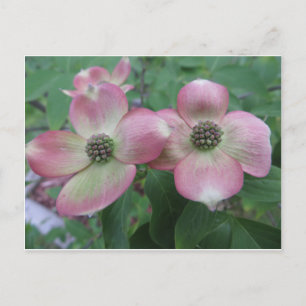 Double Dogwood Briefkaart