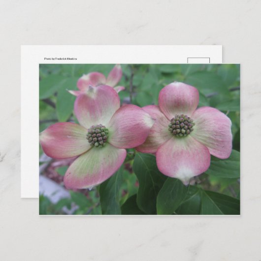 Double Dogwood Briefkaart (Voorkant / Achterkant)