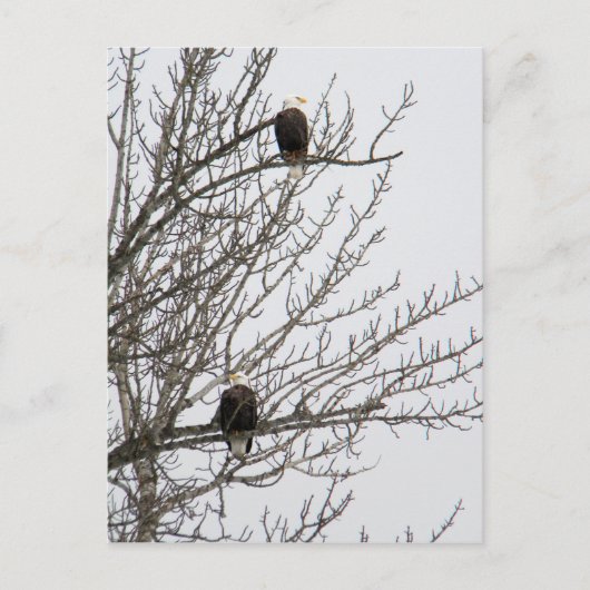 Double Eagle Briefkaart (Voorkant)