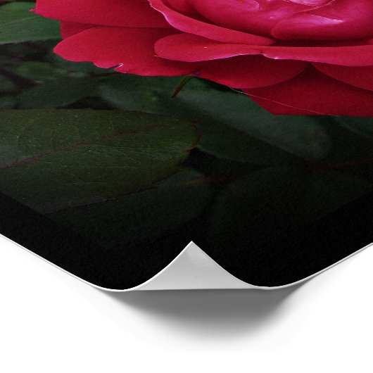 Double Knockout Red Shrub Roos Wall Art beroemd ge Poster (Hoek)