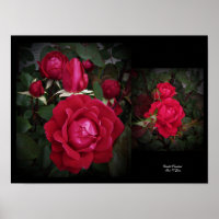 Double Knockout Red Shrub Roos Wall Art beroemd ge