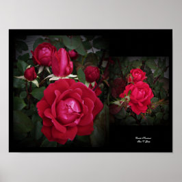 Double Knockout Red Shrub Roos Wall Art beroemd ge Poster
