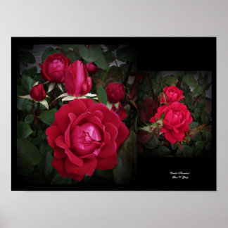 Double Knockout Red Shrub Roos Wall Art beroemd ge Poster