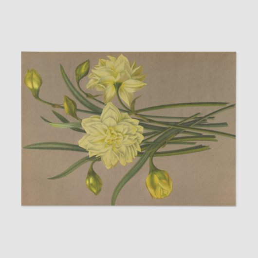 Double Narcissus Sulfur Kroon Silver Phoenix Tissuepapier (Voorkant)