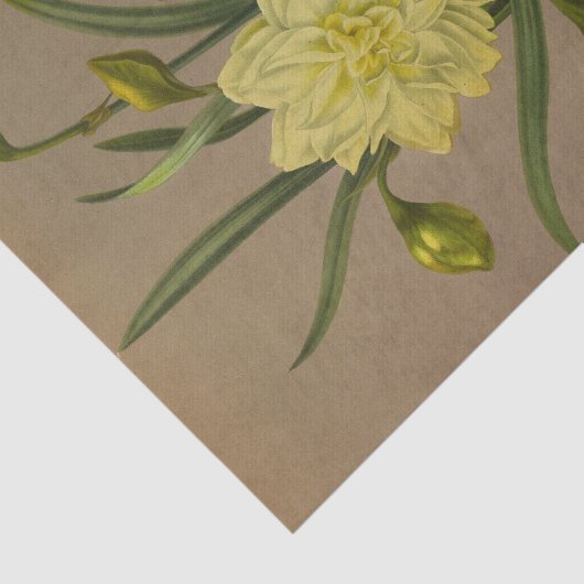 Double Narcissus Sulfur Kroon Silver Phoenix Tissuepapier (Detail)