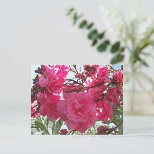 Double Oleander 1 Briefkaart (Staand voorkant)