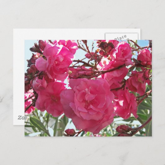 Double Oleander 1 Briefkaart (Voorkant / Achterkant)
