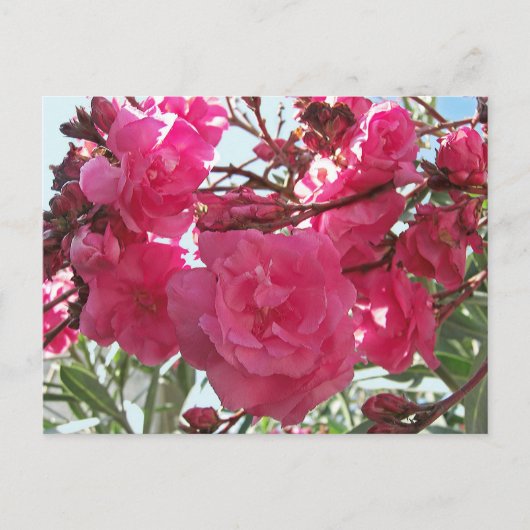 Double Oleander 1 Briefkaart (Voorkant)