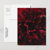 Double Peony Tulip Briefkaart (Voorkant / Achterkant)