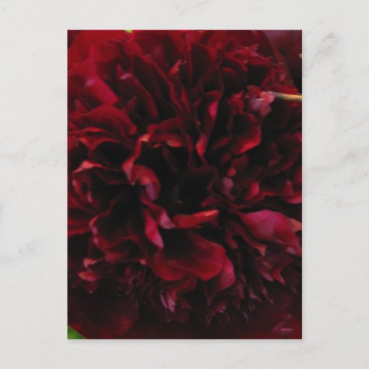 Double Peony Tulip Briefkaart (Voorkant)