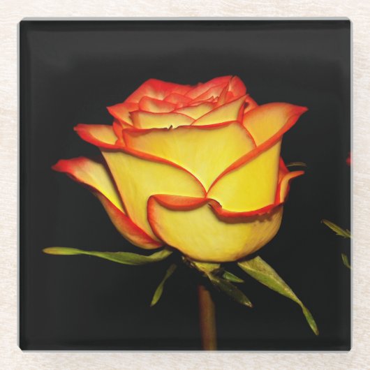 Double Red and Yellow Rose Bloom Glazen Onderzetter (Voorkant)