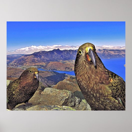 Double Trouble Keas Poster (Voorkant)