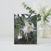 Double White Brugmansia Briefkaart (Staand voorkant)