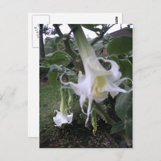 Double White Brugmansia Briefkaart (Voorkant / Achterkant)