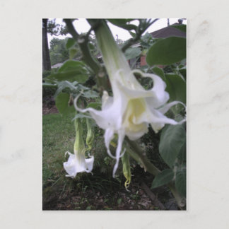 Double White Brugmansia Briefkaart
