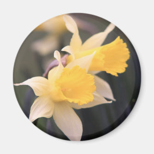 Double Wild Daffodil Magnet