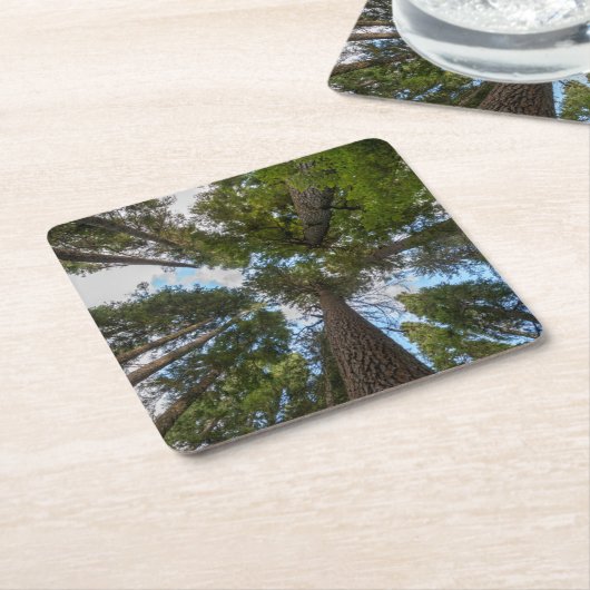 Douglas Fir boombladerdak Kartonnen Onderzetters (Schuin)