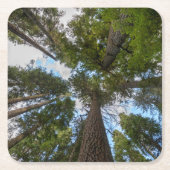 Douglas Fir boombladerdak Kartonnen Onderzetters (Voorkant)