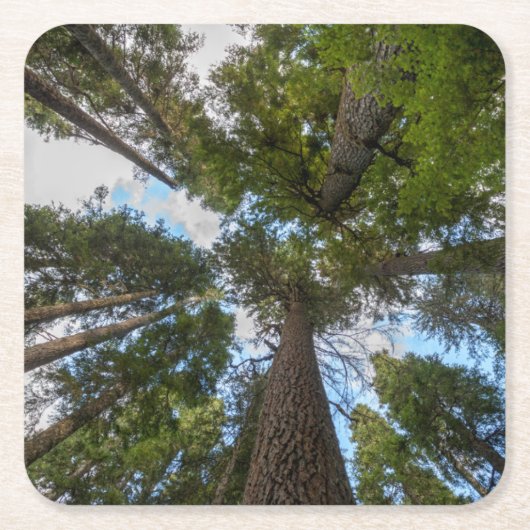 Douglas Fir boombladerdak Kartonnen Onderzetters (Voorkant)