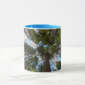 Douglas Fir boombladerdak Mok (Midden)